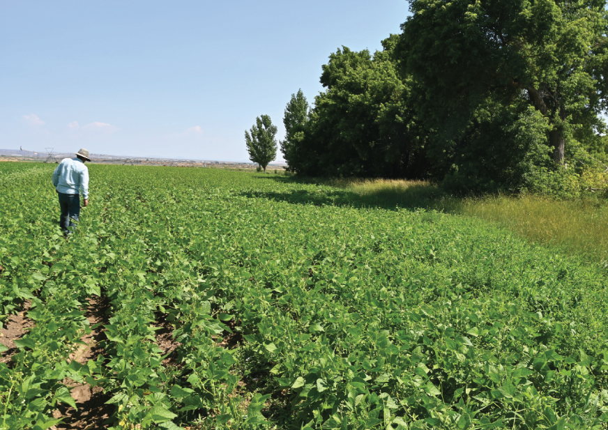 Stories: On the Brossy Farm in Idaho