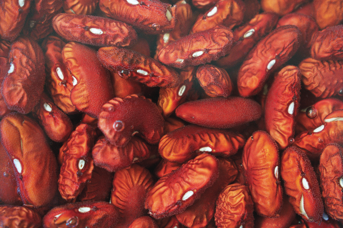 Quick Guide: Storing and Freezing Cooked Beans
