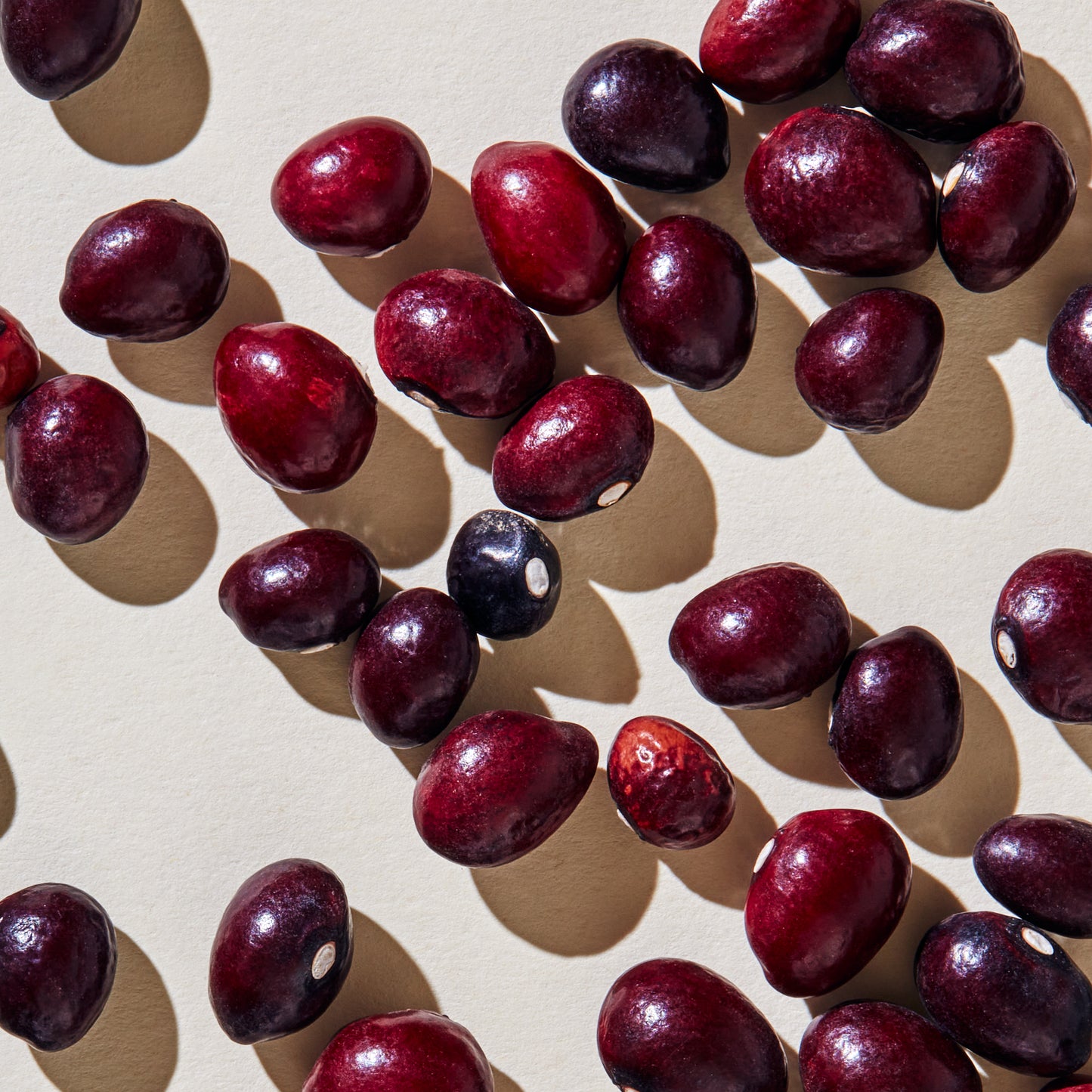 Organic True Cranberry Beans (25 lb)