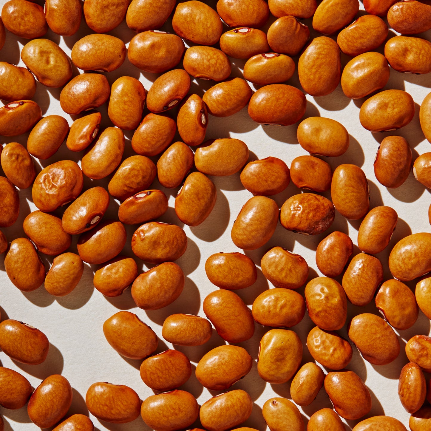 Organic Old Indian Woman Beans (25 lb.)