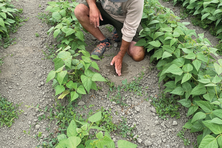 dry-farming