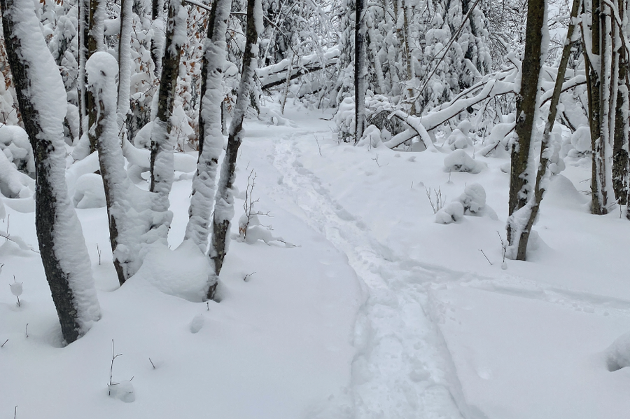 snowy path in a wooded trail