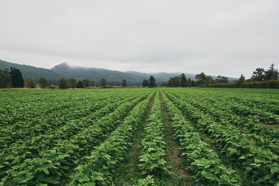 Field with rows of organic bean crops with a hilly background of low lying clouds.