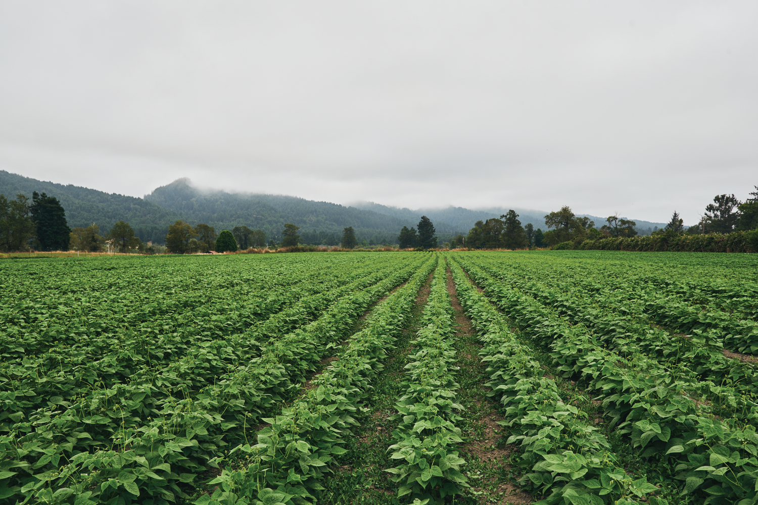 Home page photo for organic dry bean brand, beanstory, showing a farm field with a rows of organic bean crops with lush green leaves with a hilly background of low lying clouds.