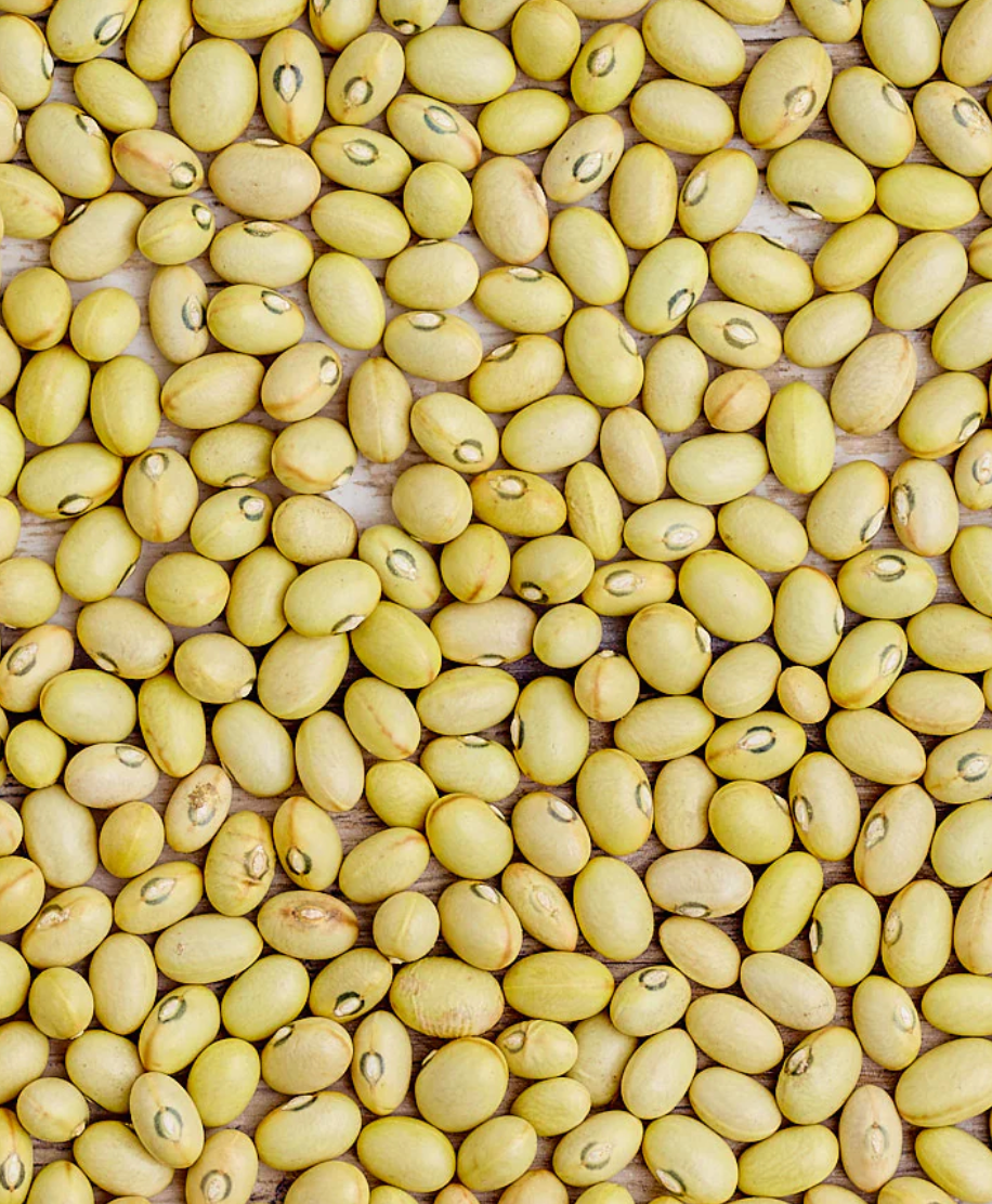 Organic Hutterite Beans (25 lb.)