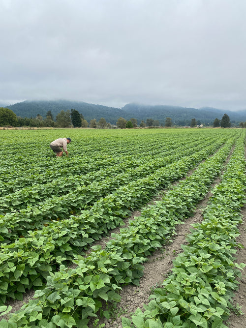 Farmer, Ed Cohen, kneeling down to tend to his crops in a field of beans with cloudy skies and hills in the background. Ed practices dry farming in Northern California.