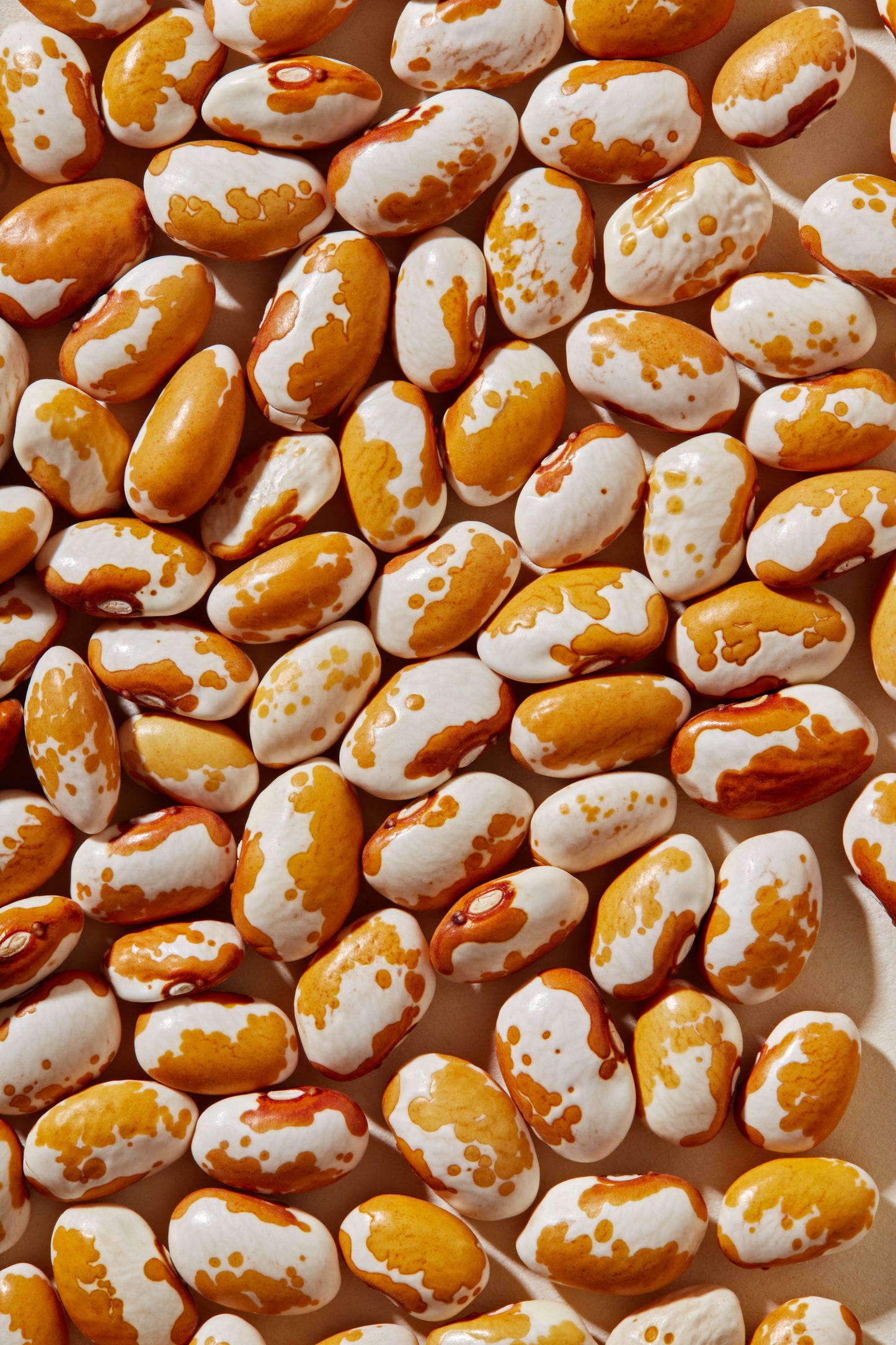 Organic Zuni Gold Beans